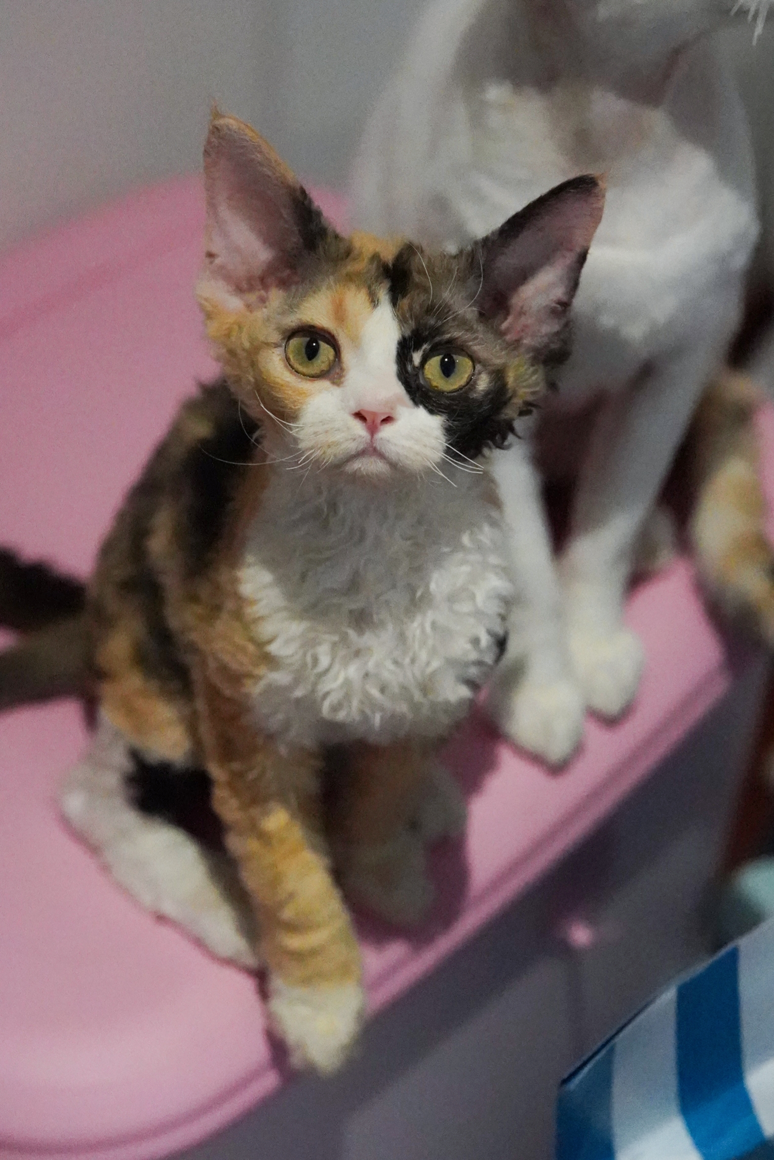 yuki