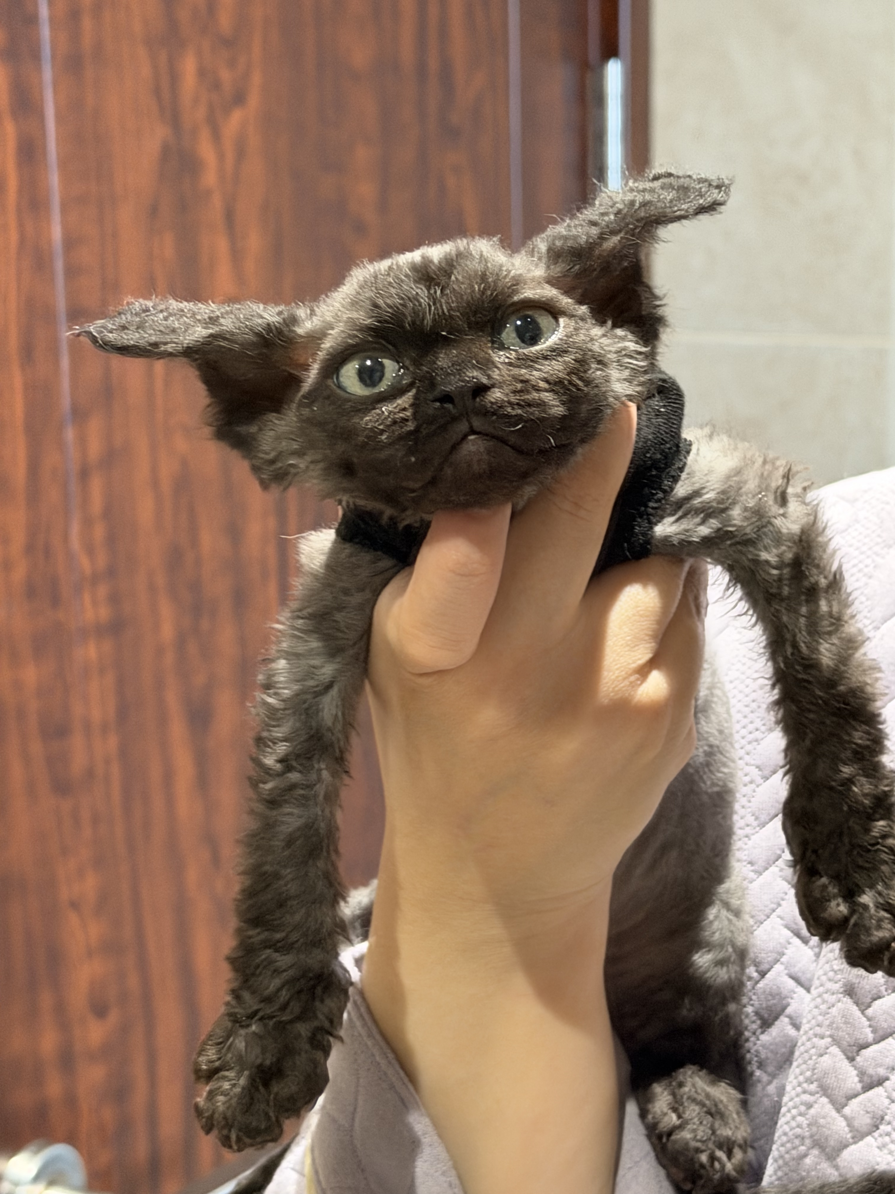 毛蛋蛋