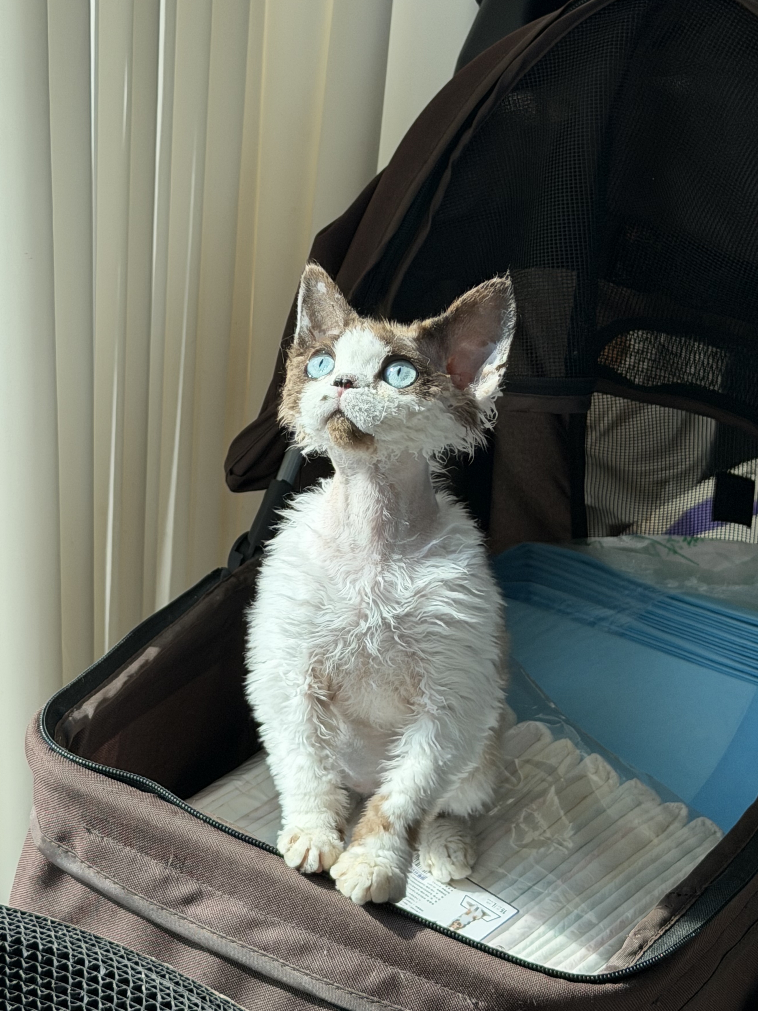 熊熊