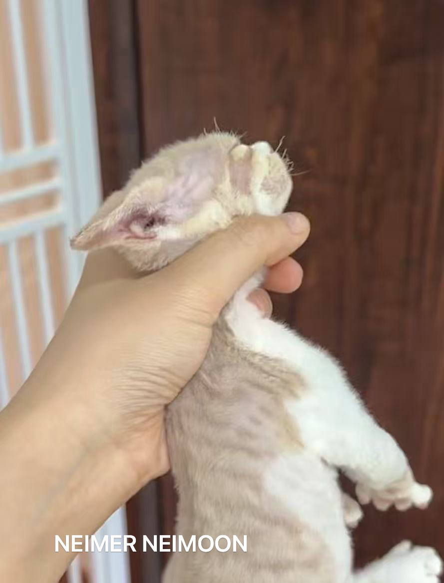 小鼻嘎 2