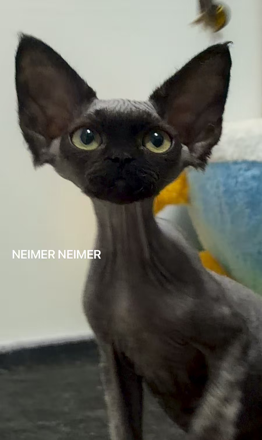 美式