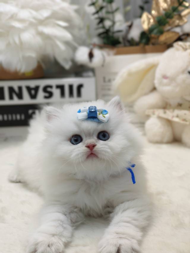 小米娃小帅虎蓝 照片 2