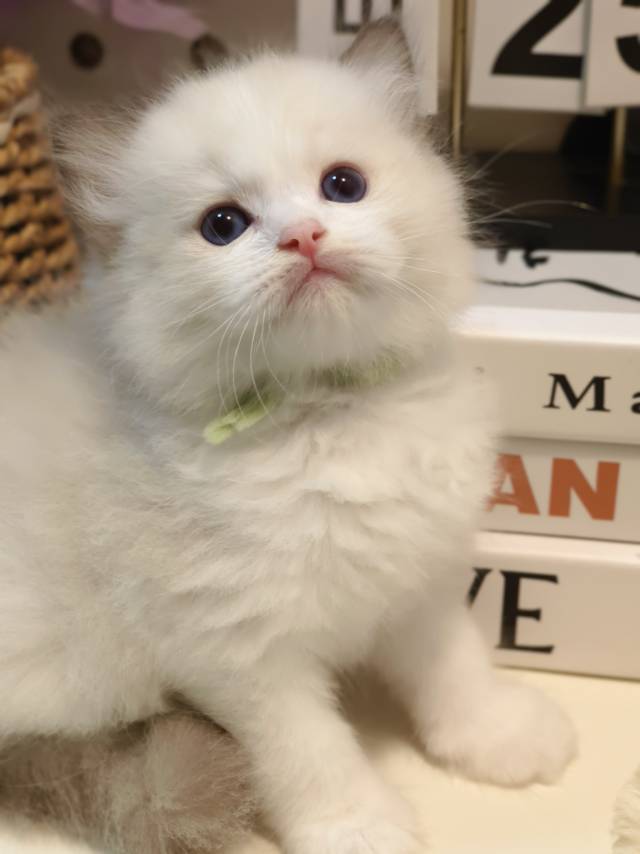 校花娃绿脖圈 3