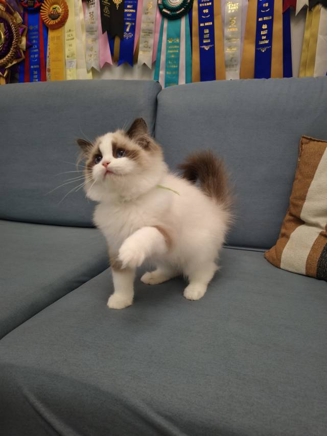 爱莉娜娃绿脖圈茜茜妹妹 照片 7