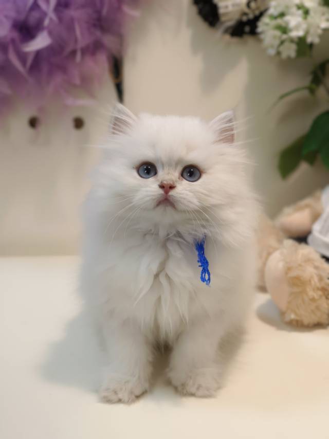 小米娃小帅虎蓝