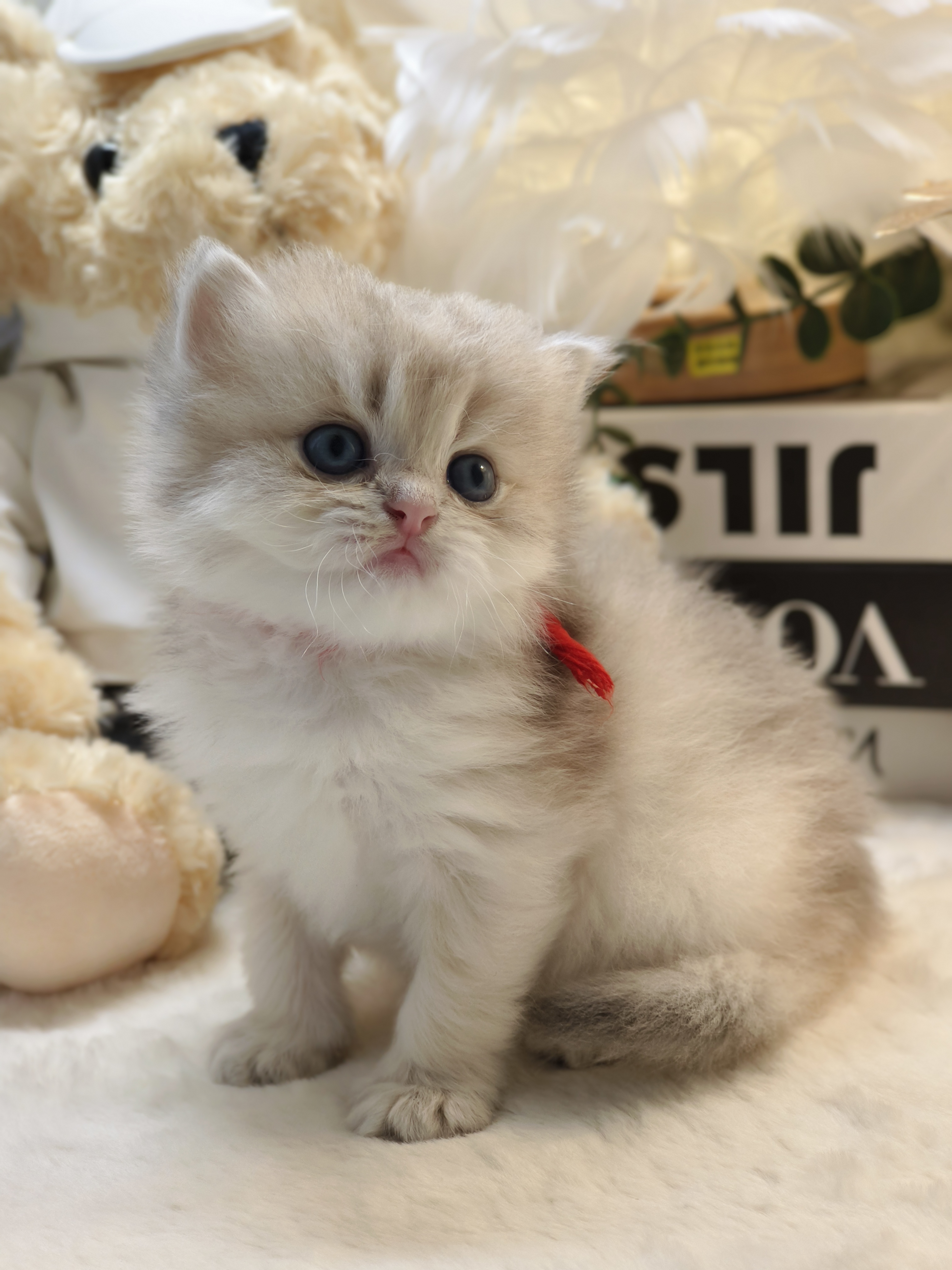 美芽娃红脖圈天真弟弟 照片 9