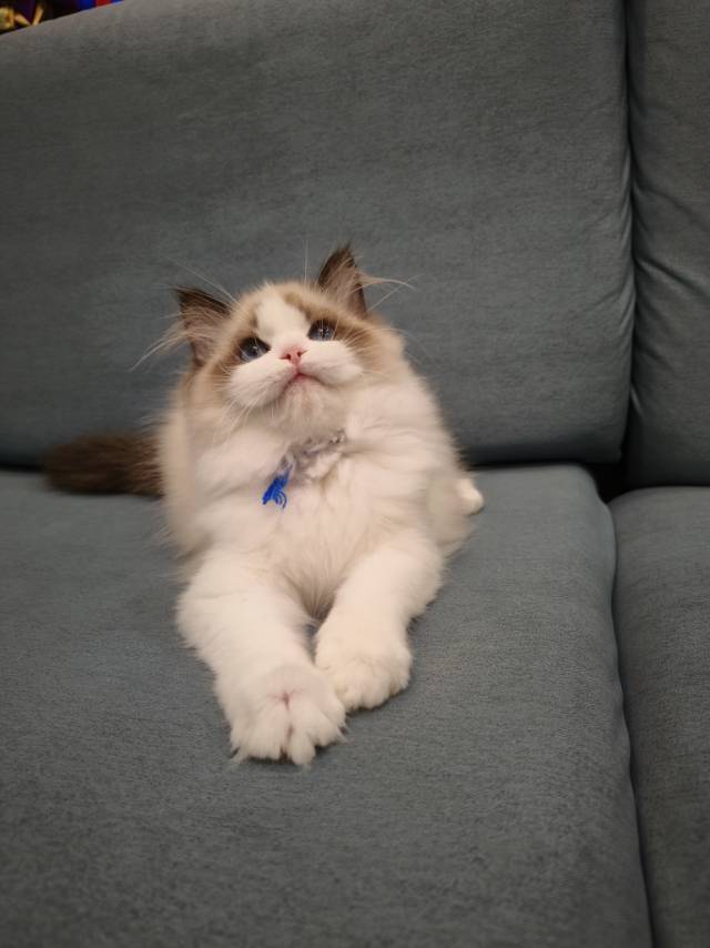 爱莉娜娃蓝脖圈朱丽叶妹妹 照片 6