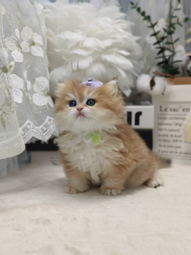 金菠萝娃金锁绿12色 照片 3