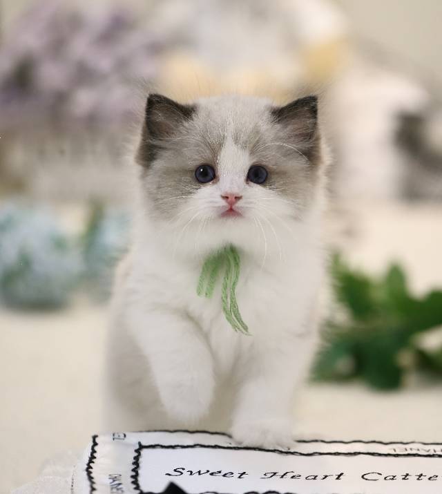 晴儿娃小草莓绿脖圈妹妹 照片 1