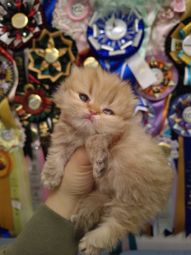 黑糖娃红脖圈矮脚弟弟