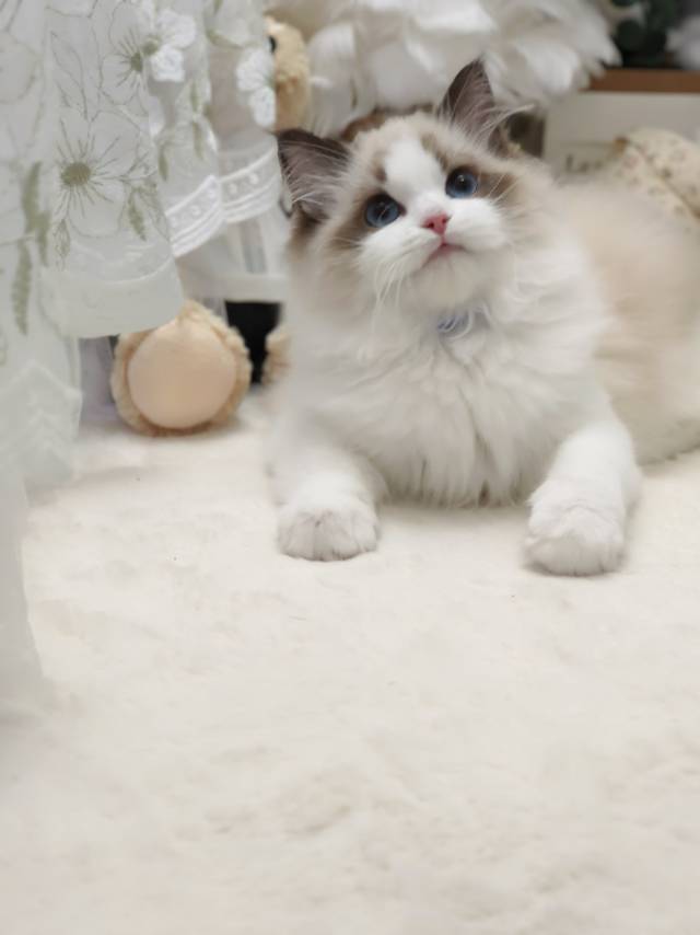 爱莉娜娃蓝脖圈朱丽叶妹妹 照片 4