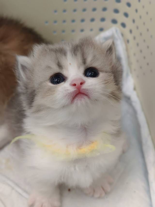 Baby（蓝金加白矮脚） 照片 2