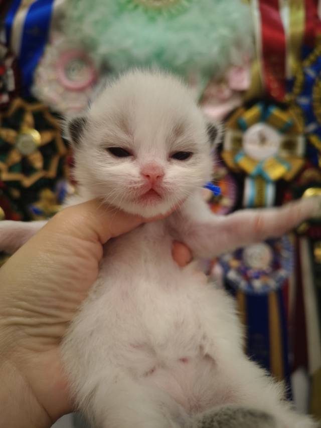 晴儿娃小葡萄蓝脖圈妹妹