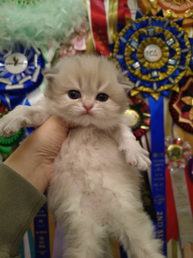 甜心娃乐乐粉脖圈弟弟