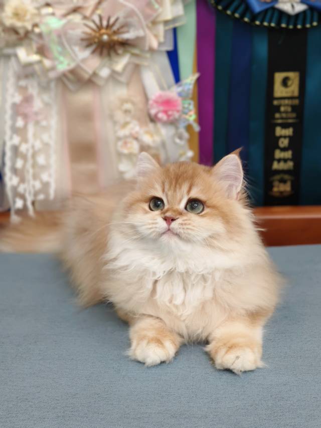 金菠萝娃12色金元宝 3