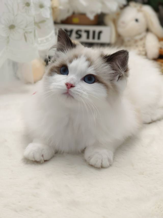 爱莉娜娃红脖阿波罗弟弟 照片 2