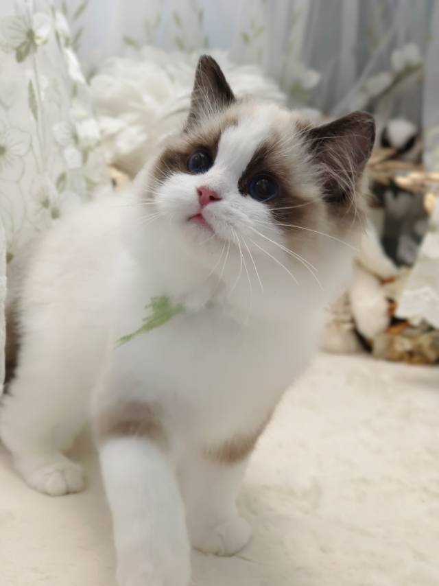 爱莉娜娃绿脖圈茜茜妹妹 照片 6