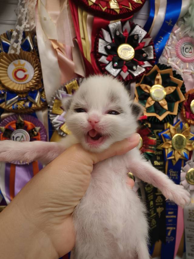 晴儿娃小苹果红脖圈妹妹