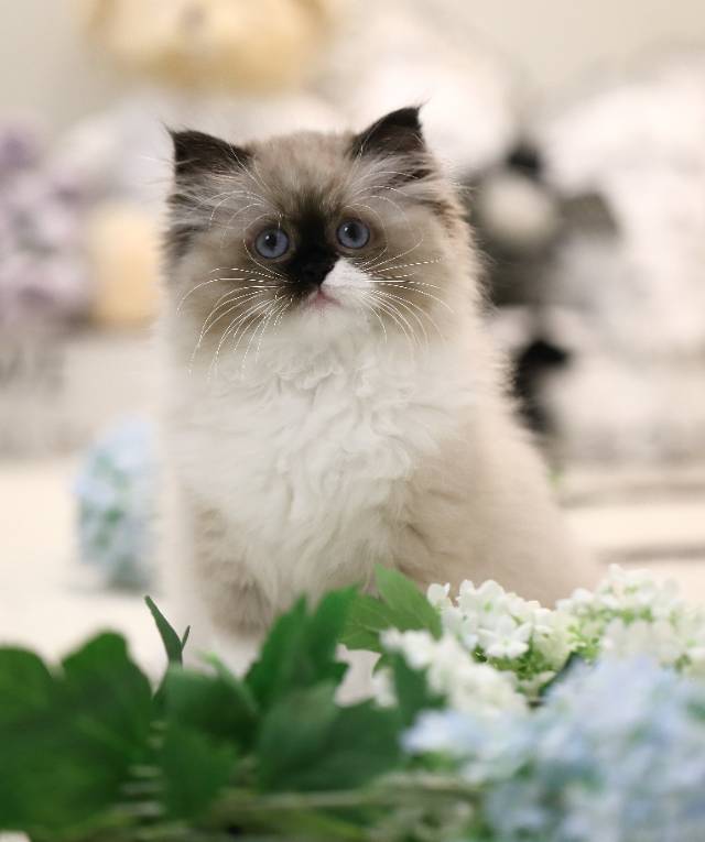 花姐娃明珠粉脖圈妹妹
