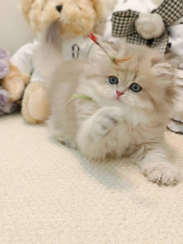 甜心娃圆圆绿脖圈妹妹 照片 3