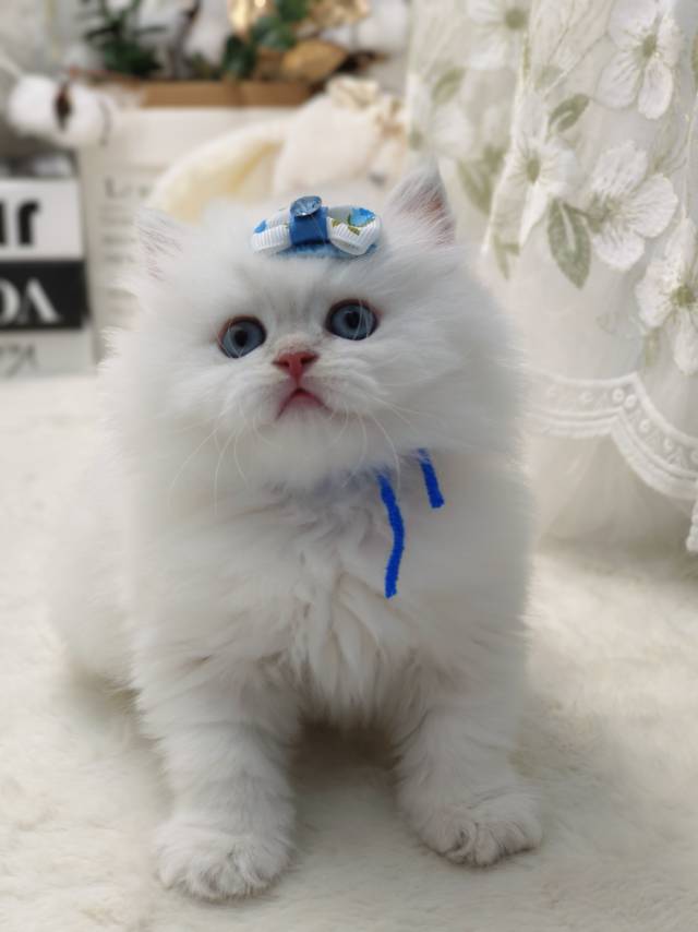 小米娃小帅虎蓝 照片 3