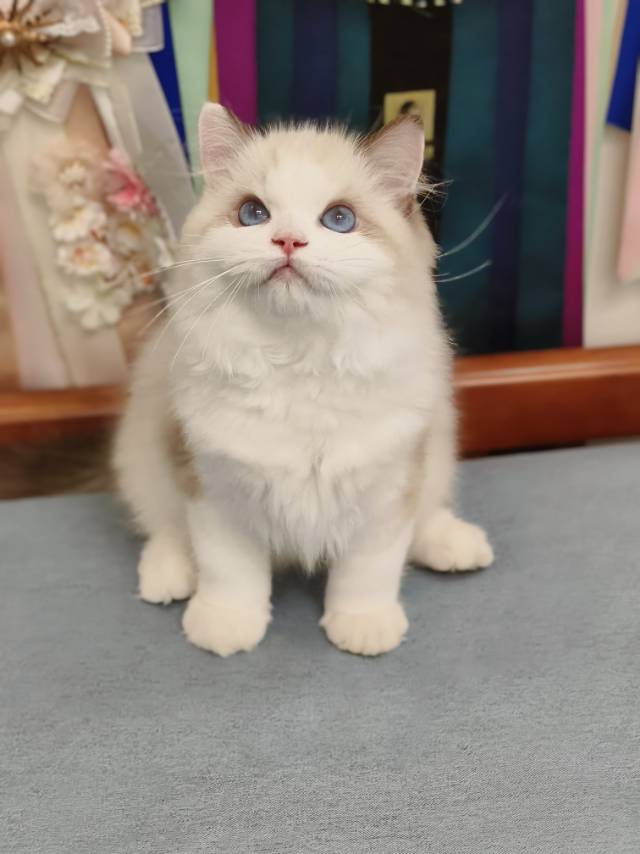 小月光娃小白