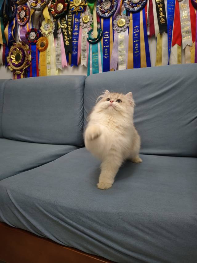 美芽娃红脖圈天真弟弟 照片 6