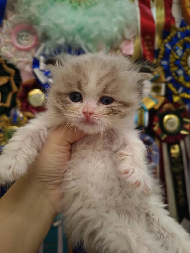 花姐娃流云橙脖圈山猫弟弟 照片 3