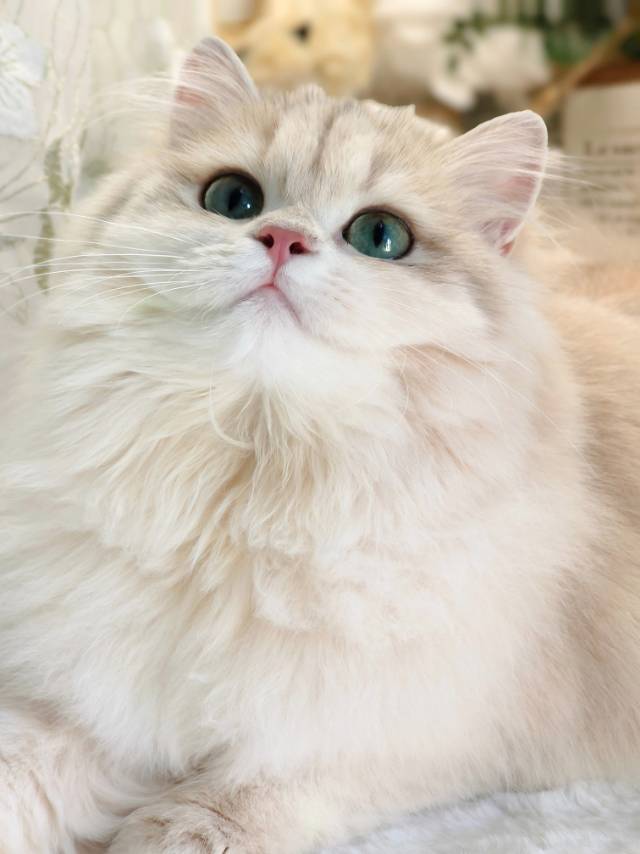 甜菜