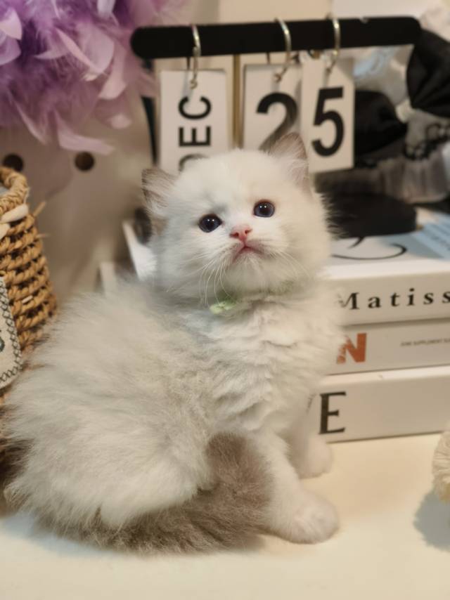 校花娃绿脖圈 4