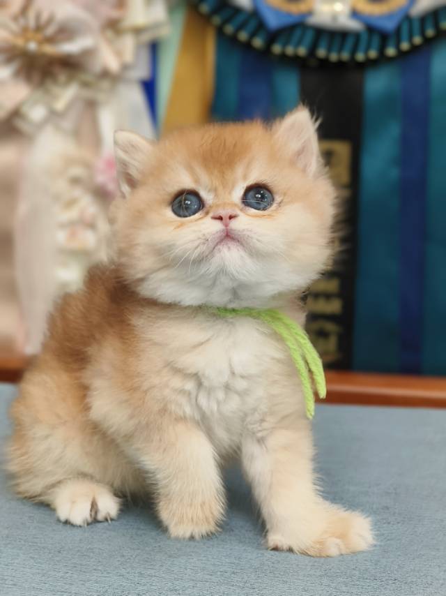 米娜娃绿脖圈