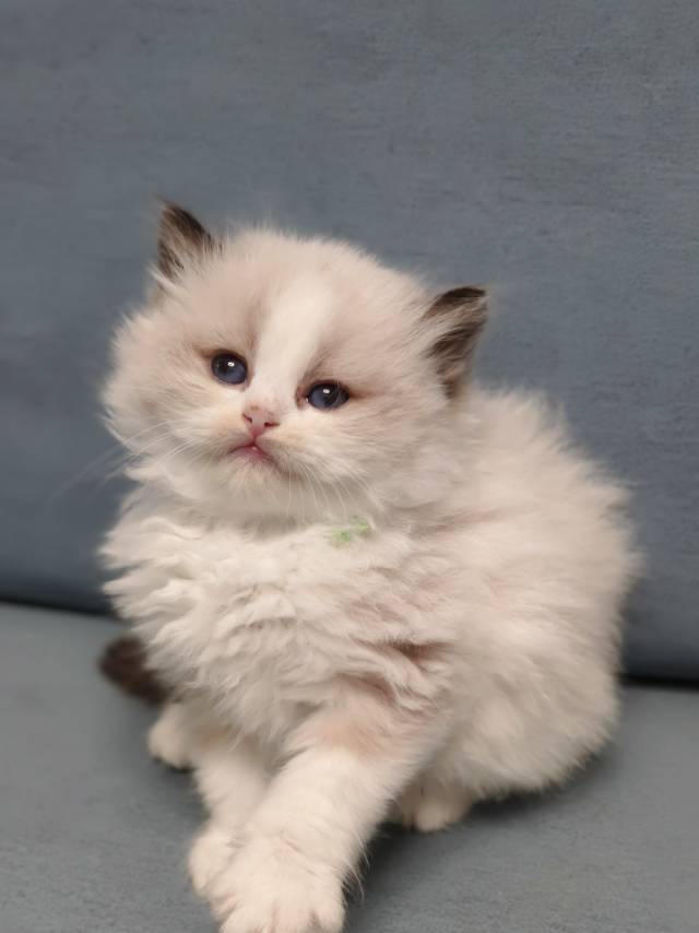 爱莉娜娃绿脖圈茜茜妹妹 照片 8