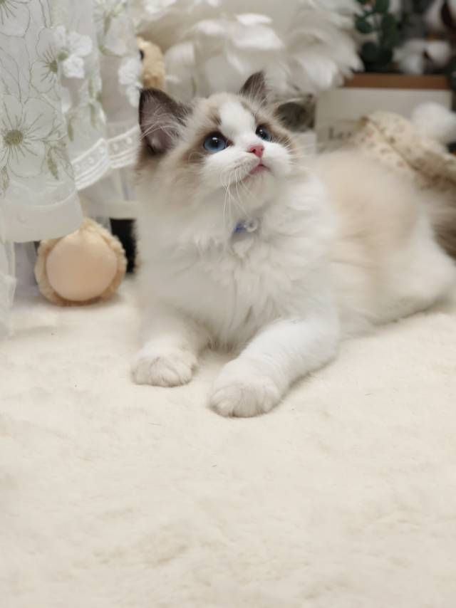 爱莉娜娃蓝脖圈朱丽叶妹妹 照片 3