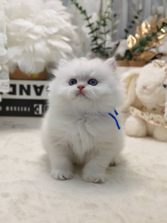 小米娃小帅虎蓝 照片 4
