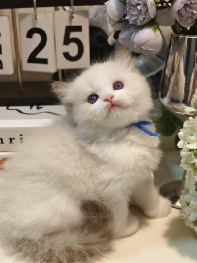 校花娃蓝脖圈 2