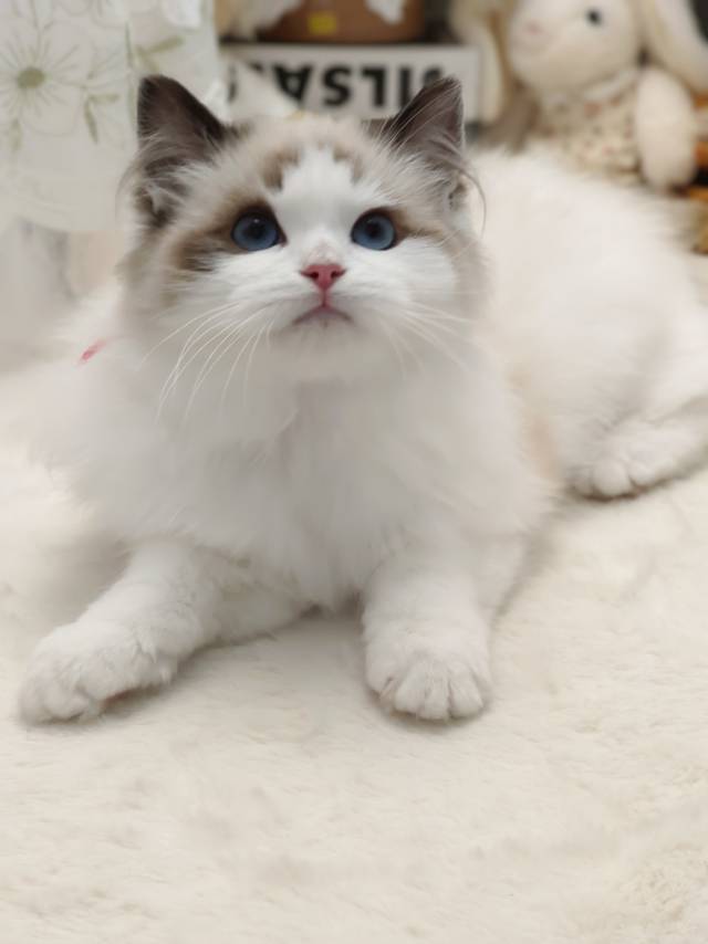 爱莉娜娃红脖阿波罗弟弟 照片 1