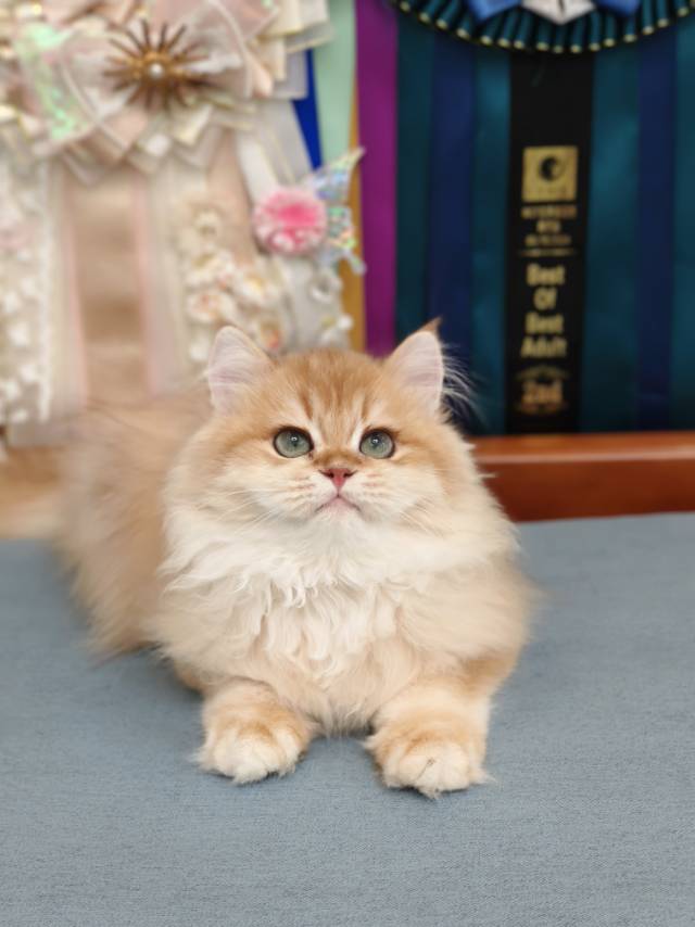 金菠萝娃12色金元宝 4