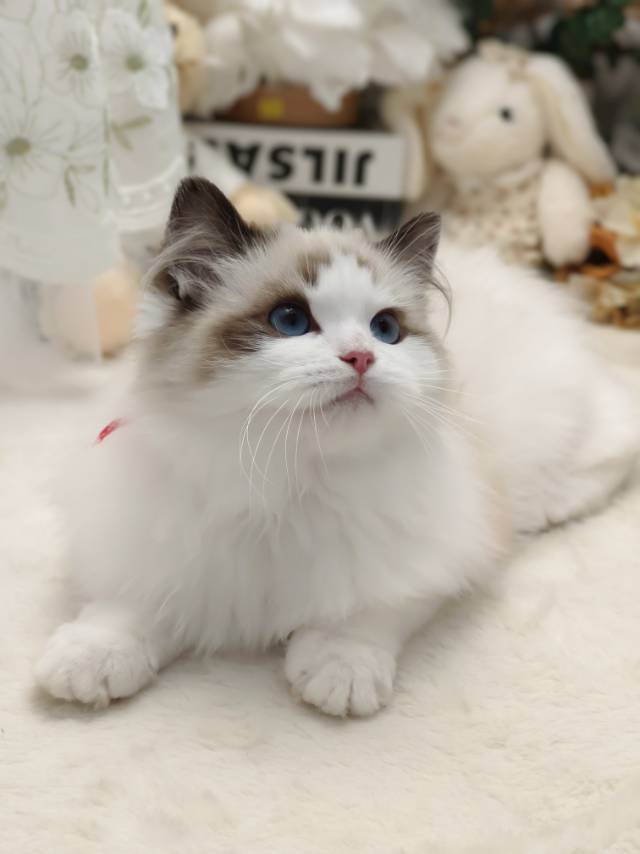 爱莉娜娃红脖阿波罗弟弟 照片 3