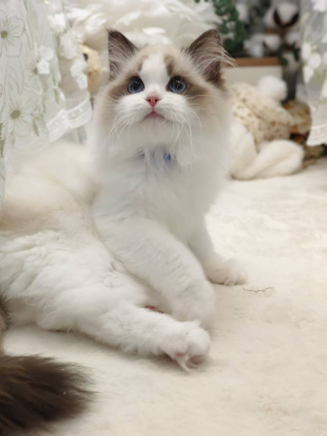 爱莉娜娃蓝脖圈朱丽叶妹妹 照片 1