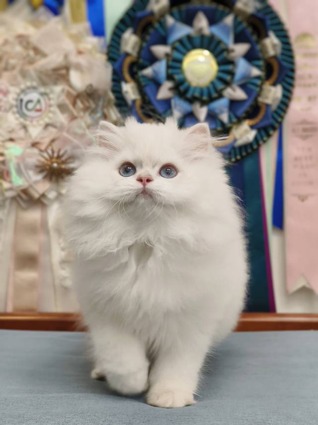 甜菜娃蓝金点查理王子 2