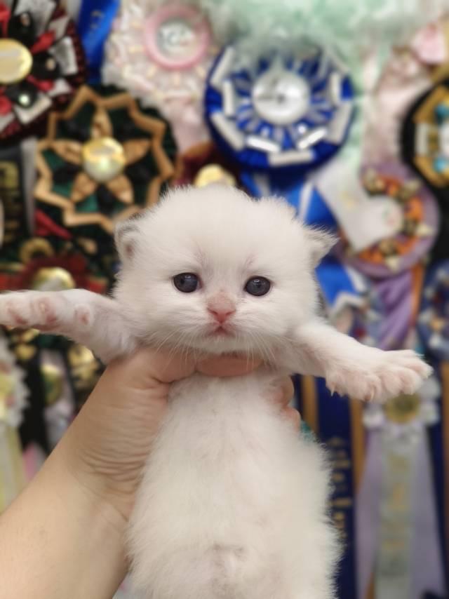 小米娃乖乖虎绿 照片 7