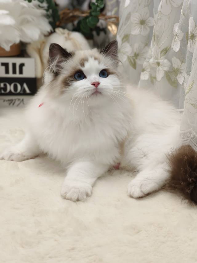 爱莉娜娃红脖阿波罗弟弟 照片 5