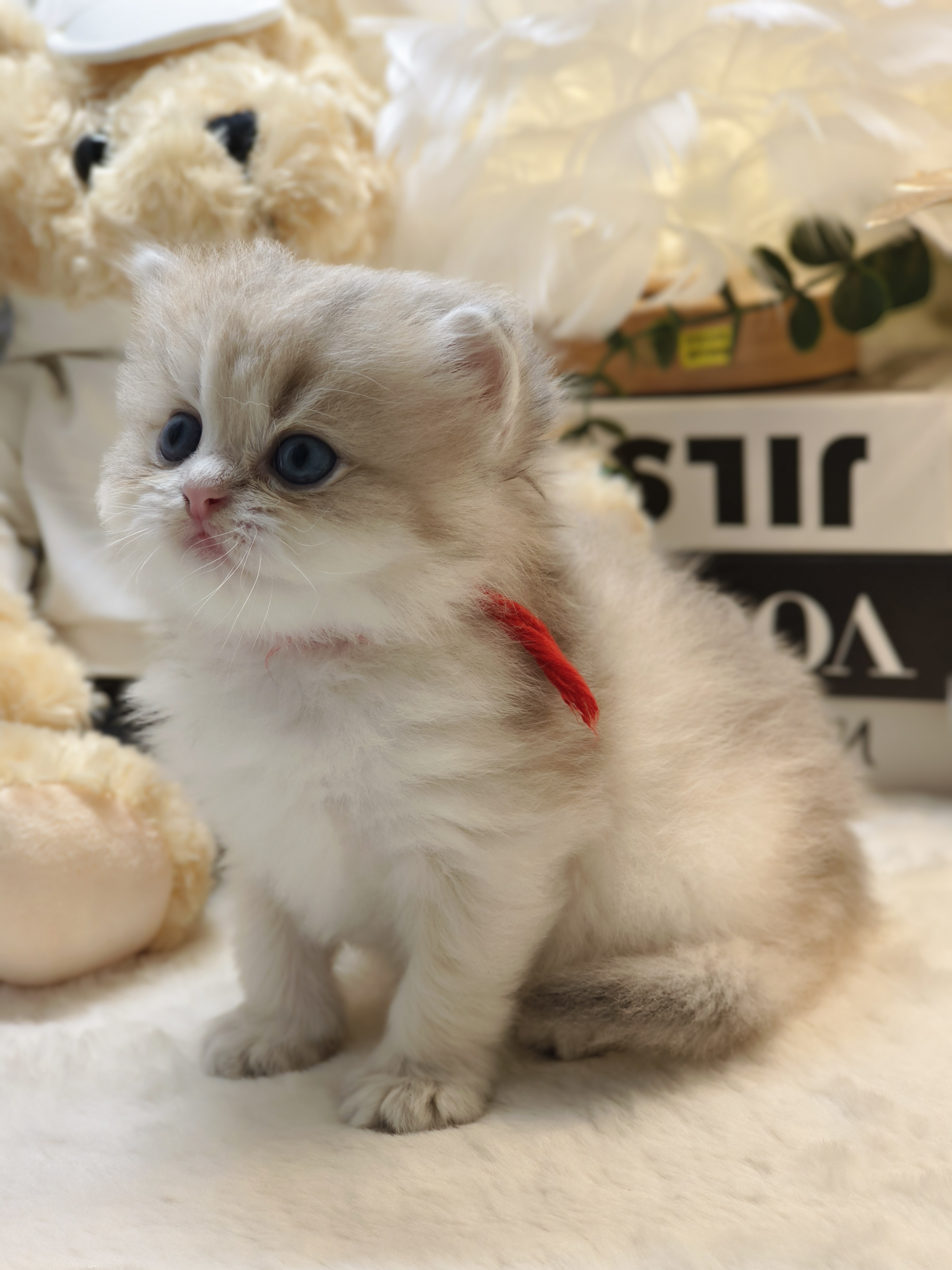 美芽娃红脖圈天真弟弟 照片 8