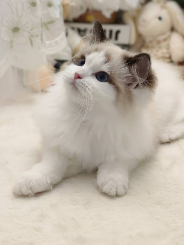 爱莉娜娃红脖阿波罗弟弟 照片 4