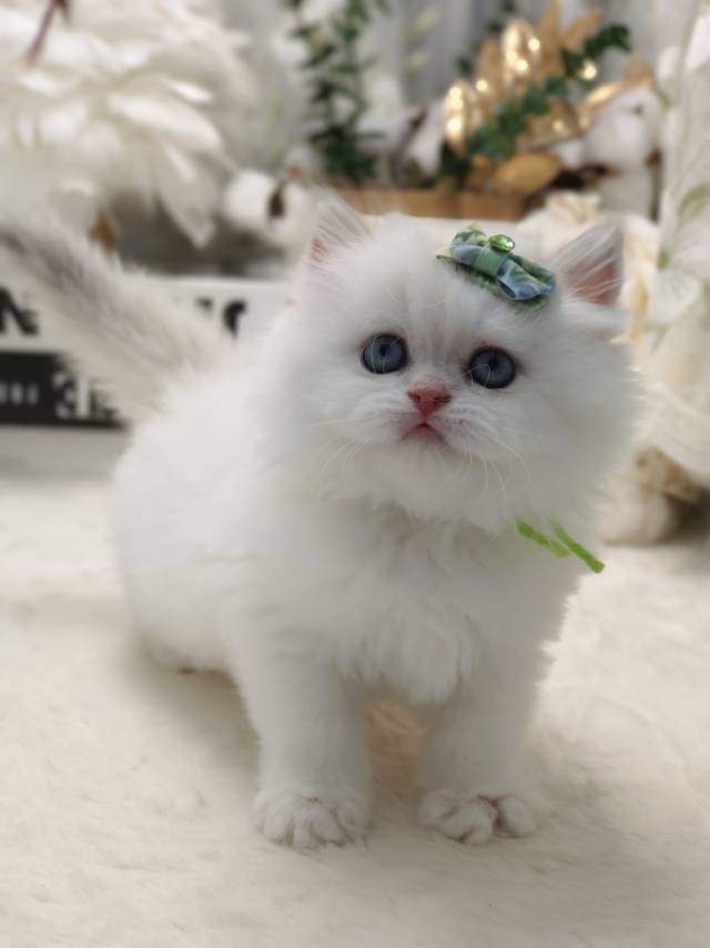 小米娃乖乖虎绿 照片 6