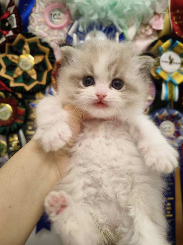 花姐娃亦菲绿脖圈山猫妹妹