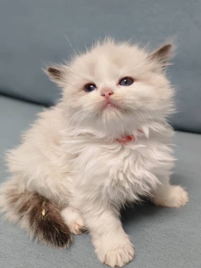 爱莉娜娃红脖阿波罗弟弟 照片 8