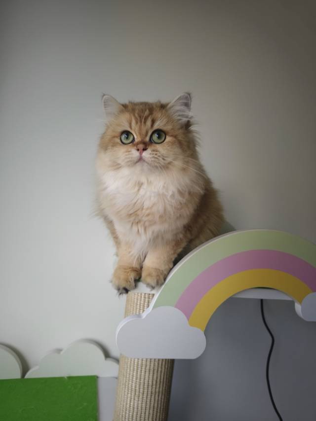 金菠萝