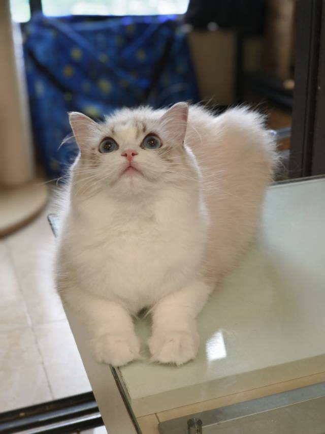 花姐娃亦菲妹妹绿