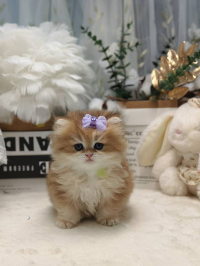 金菠萝娃金锁绿12色